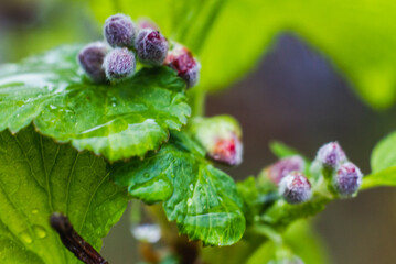 Drop of rain on blossoming spring tree