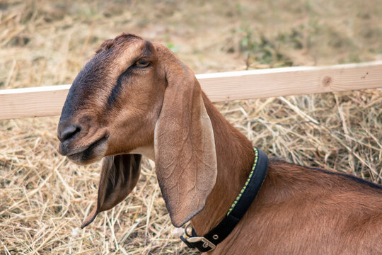 Nubian beige goat portrait in barn. Looking at camera. Dehorned domestic female animal