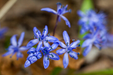 Closeup of blossoming blue flowers