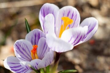 Closeup view of crocus flowers