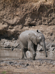 Elephants in the mud in the savanna