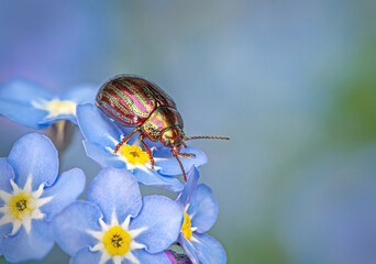 Rosemary Beetle on Forget-me-not