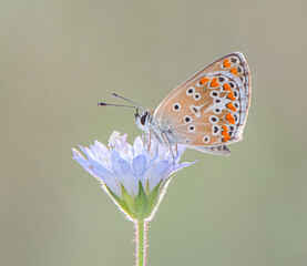 Brown Argus Butterfly on a Flower