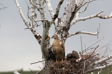 Grown-up buzzard chicks in the nest