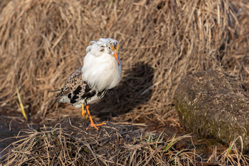 Male Ruff (bird) in breeding plumage