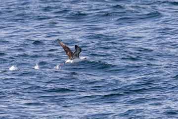 Laysan albatross flying over the Pacific Ocean