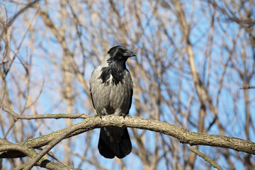 Hooded crow sitting on a tree branch