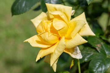 Fototapete bei efototapeten.de bestellen   