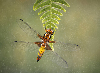 Broad-bodied Chaser female on fern