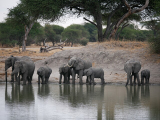 Elephants drinking in a lake in the savanna 