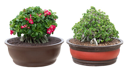  Adenium obesum flowers and tree bonsai.