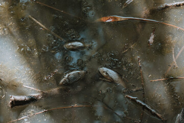 Dead fish float to the surface of the water in a contaminated channel. Because of the warming, the fish began to die. Toxically polluted water contaminated with chemical poison