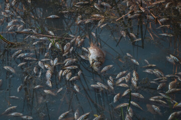 Dead fish float to the surface of the water in a contaminated channel. Because of the warming, the fish began to die. Toxically polluted water contaminated with chemical poison