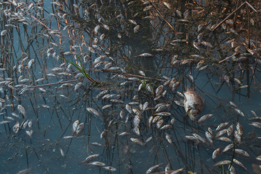 Dead fish float to the surface of the water in a contaminated channel. Because of the warming, the fish began to die. Toxically polluted water contaminated with chemical poison