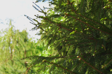 Spruce branch. Beautiful branch of spruce with needles. Christmas tree in nature. Green spruce. Spruce close up.