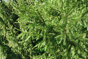 Bright green branches of a spruce tree, natural background, copy space