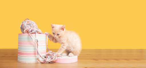 Portrait of cute baby kitten next to a pink box with balls of wool biting and messing up the wool