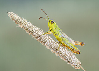 Grasshopper on Grass