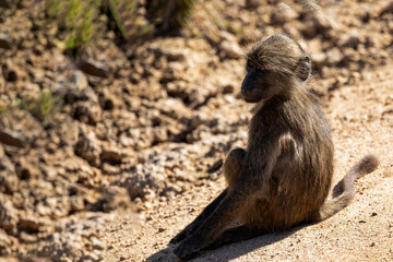 Baboon monkey breeding in the African savannah of South Africa, these mammalian animals live the wildlife of Africa and are the star of safaris.