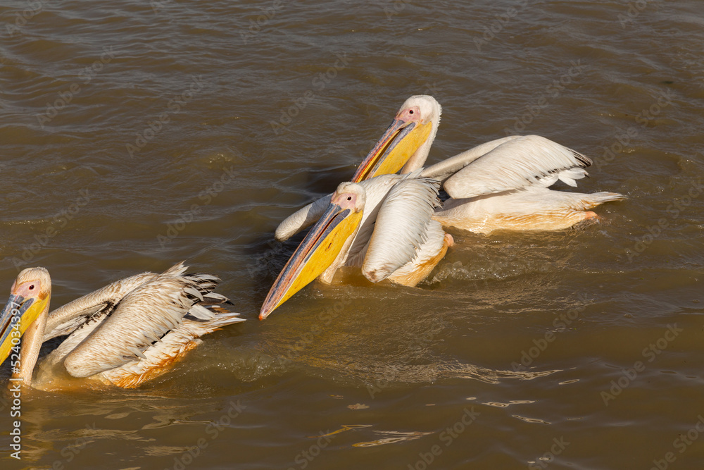 Wall mural Pelicans in Djoudi national park