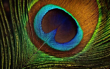 Naklejka premium Beautiful bright peacock feather closeup. Single feather. Feather isolated.