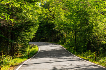 Spring landscape with road