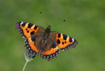 Small Tortoiseshell Butterfly