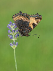 Small Tortoiseshell Butterfly © Tony