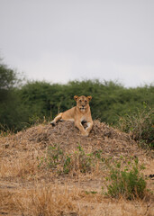 Lion in the savanna 