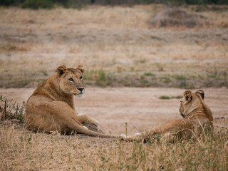 Lion in the savanna 