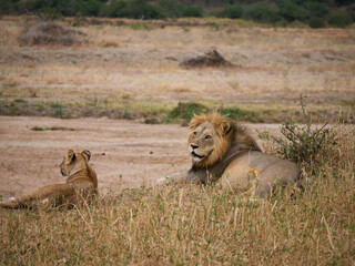 Lion in the savanna 