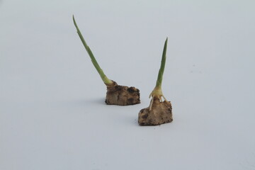 small pieces of ginger there are new shoots growing