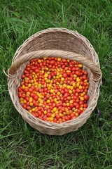 Yellow and orange cherry tomatoes in a basket.