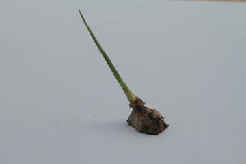 small pieces of ginger there are new shoots growing