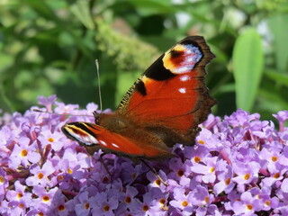 Peacock butterfly perched on purple flower