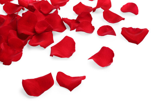 Many red rose petals on white background