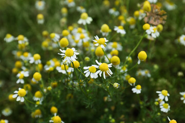 Many beautiful chamomile flowers growing in field, closeup