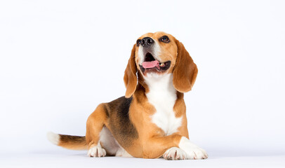 beagle dog lies on a white background - obrazy, fototapety, plakaty
