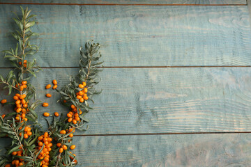 Branches of sea buckthorn on blue wooden table, flat lay. Space for text