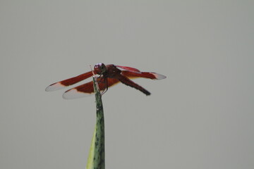 Dragonflies or sibar-sibar and Dragonfly Needles are a group of insects belonging to the Odonata nation. These two types of insects are rarely far from the water