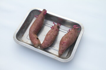 three purple sweet potatoes that have new shoots on an aluminum tray on a white background