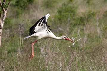 European White stork Ciconia Ciconia is the symbol of bird migration
