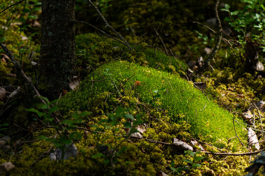 Wanderparadies Haldenkanalen - Honningen bei Schweden