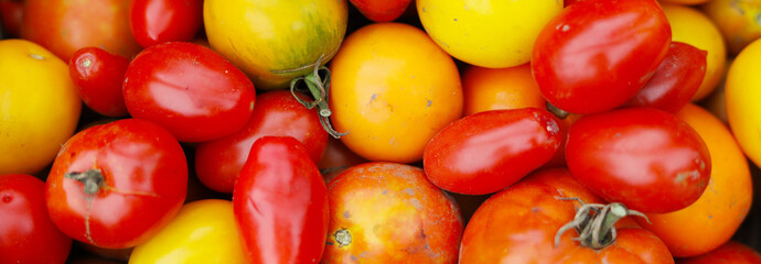 Wide background of organic garden tomatoes, red and yellow vegetables.