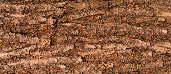 brown of wood background texture