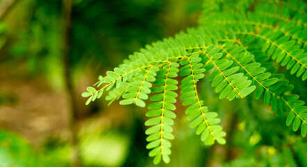 green leaf background