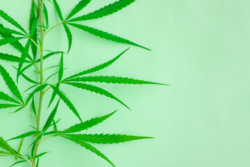 Fresh green cannabis leaves on tree on green background, Medical marijuana.