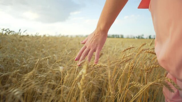 Close-up of female hands touching ears of wheat in an agricultural field. A free woman alone touches nature in a beautiful landscape. High quality 4k footage