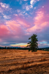 Fototapeta premium Wheat field landscape with pink clouds and a fur tree at sunrise in Armstrong of British Columbia, Canada