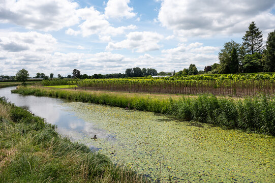 Green nature reserve with water plants at the River Mark, The Netherlands